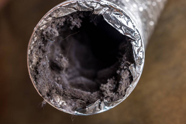 Best Air Duct Mold Removal  in Meadview, AZ
